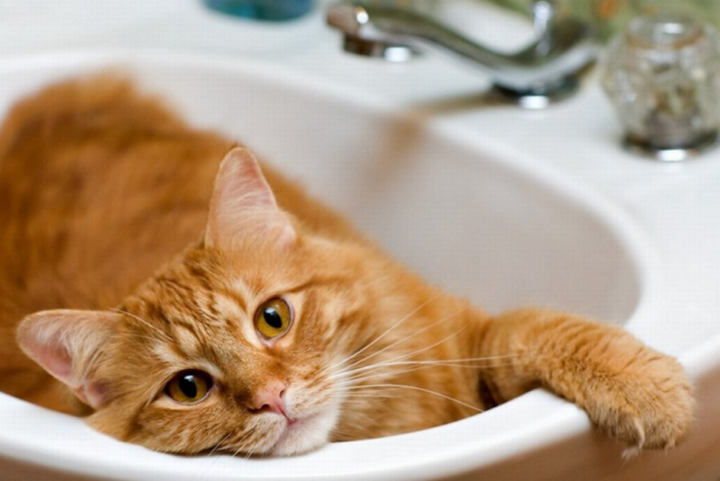 Как избавиться от кошачьего запаха мочи в квартире в домашних условиях в фото