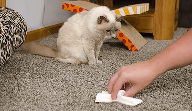Как избавиться от кошачьего запаха мочи в квартире в домашних условиях в фото
